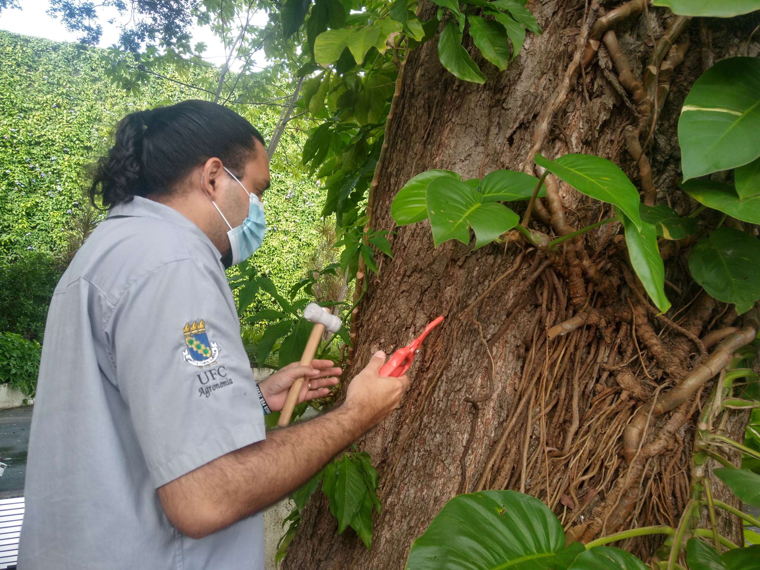 Theatro José de Alencar lança diagnóstico inédito dos Jardins de Burle Marx