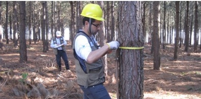 Inventário Florestal do Ceará é apresentado e discutido na Semace nesta sexta-feira (11)