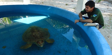 Semace resgata duas tartarugas ameaçadas de extinção em Paracuru