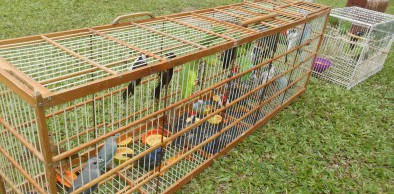 Semace intensifica devolução de animais à natureza