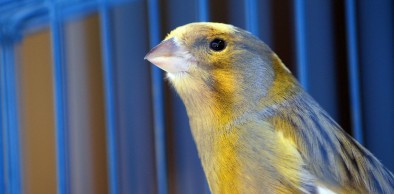 Criadores amadores de pássaros silvestres nativos têm até o fim de junho para solicitar a renovação de suas autorizações junto à Semace