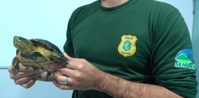Dono de tartaruga Tigre D’água faz entrega voluntária do animal à Semace