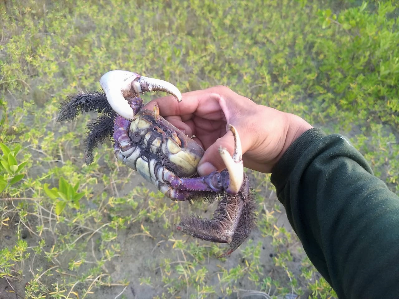 Caranguejos são devolvidos à natureza no Parque de Jericoacoara