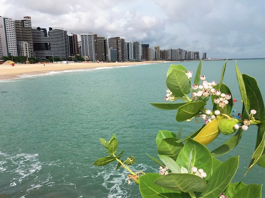 Semace divulga primeira balneabilidade do ano para praias de Fortaleza