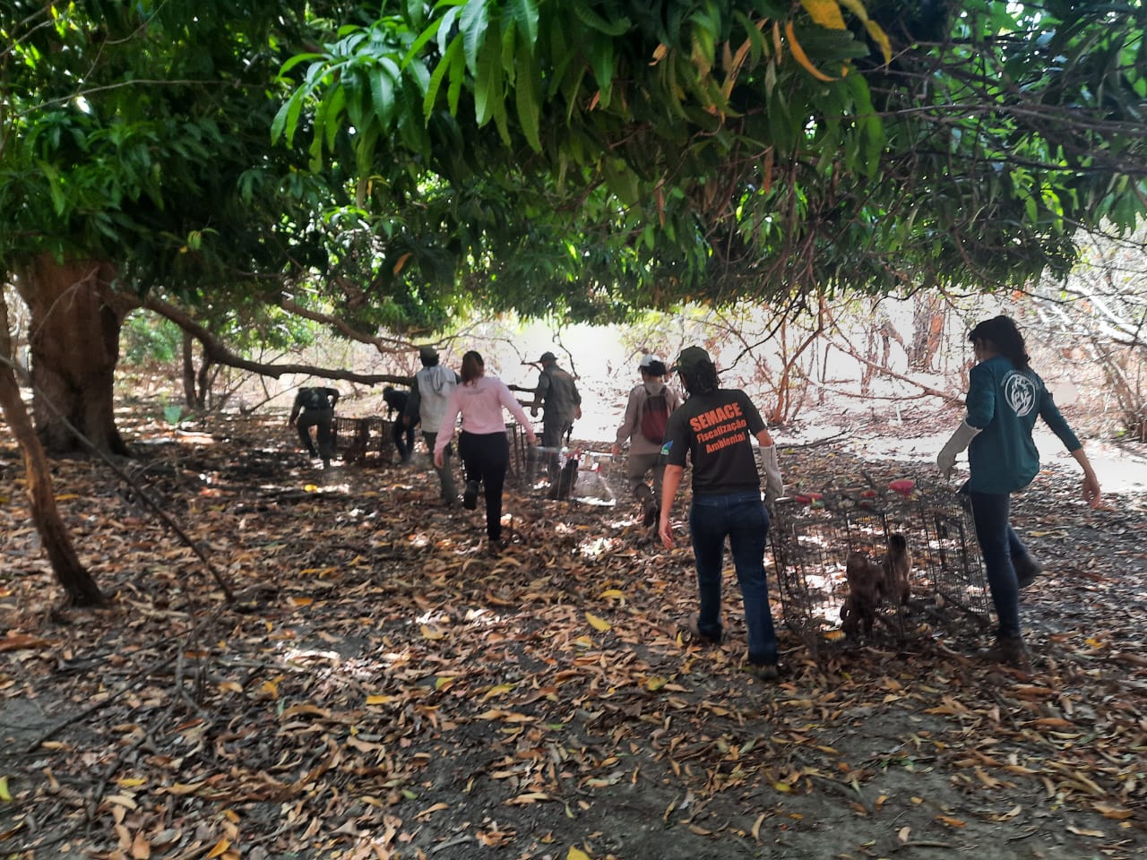 Semace participa de operação conjunta para soltura de dez macacos-prego