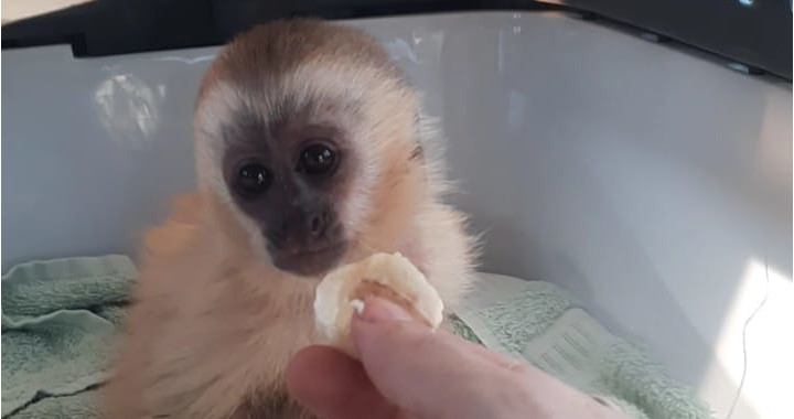 Semace realiza resgate de filhote de macaco-prego em Jaguaribe
