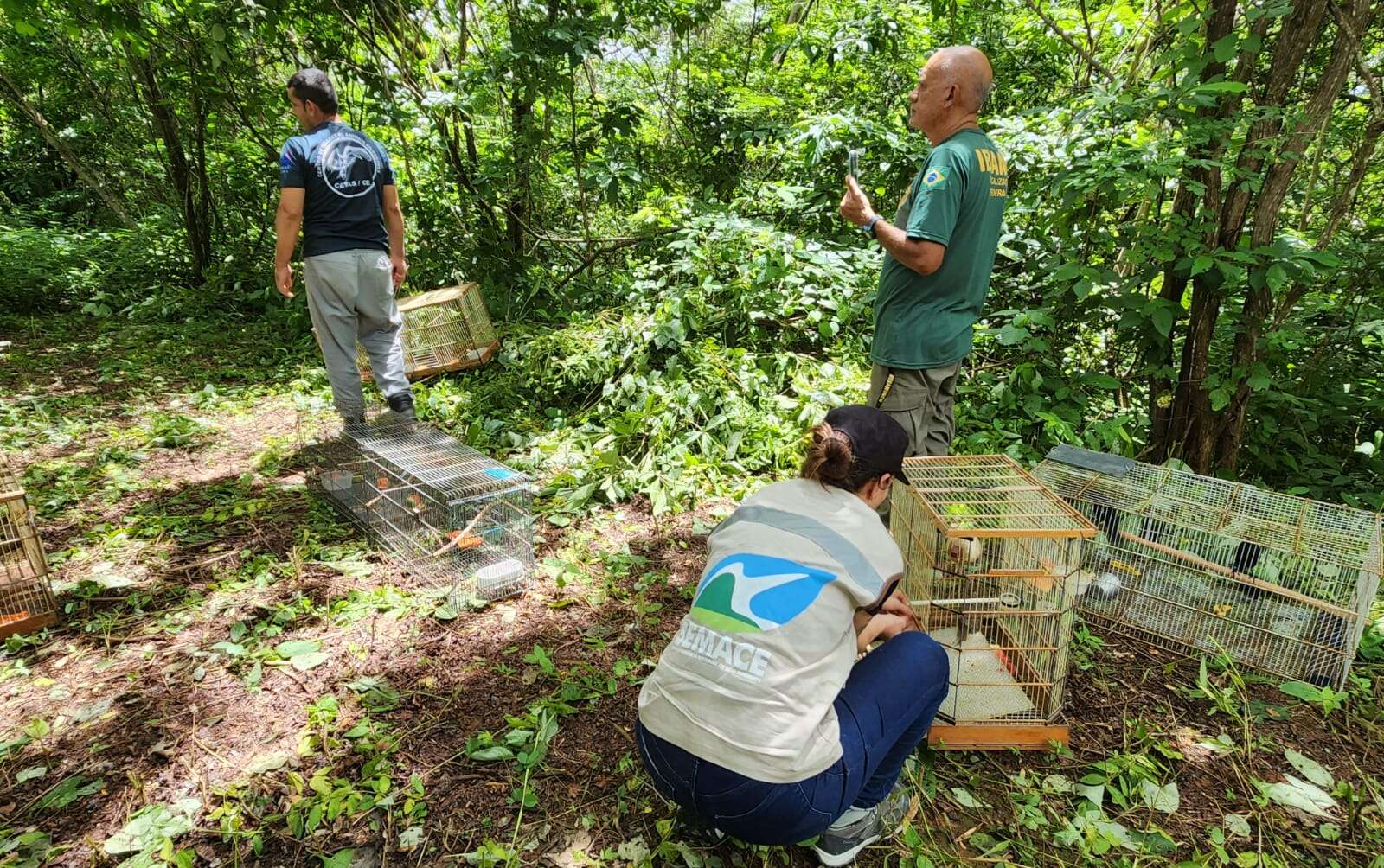 Semace realiza soltura de 145 animais silvestres