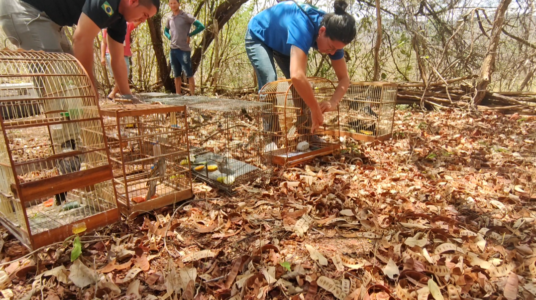 De volta ao lar: Semace devolve mais de 40 animais silvestres reabilitados à natureza