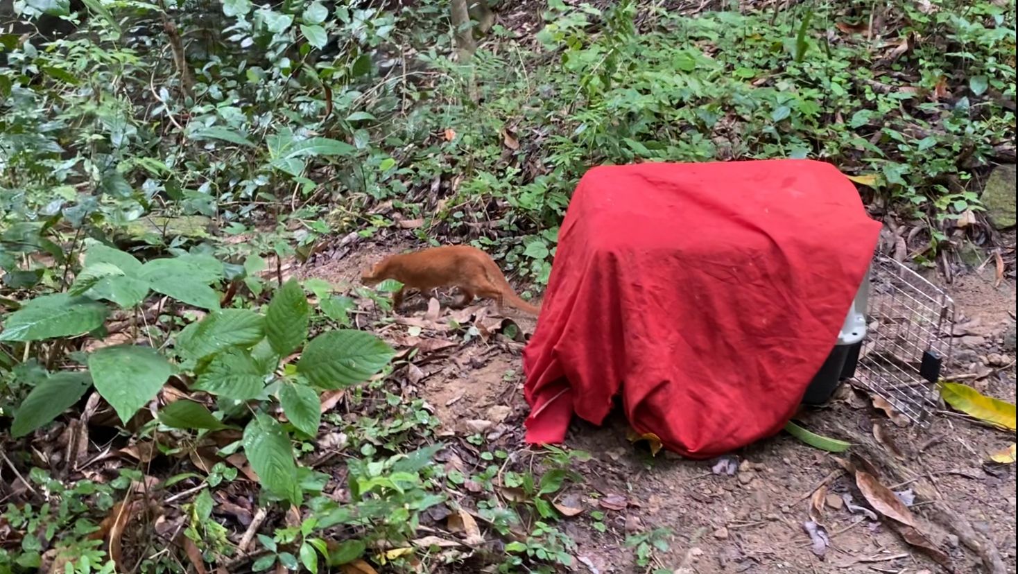 Semace e Ibama realizam a soltura de animais silvestres ameaçados de extinção