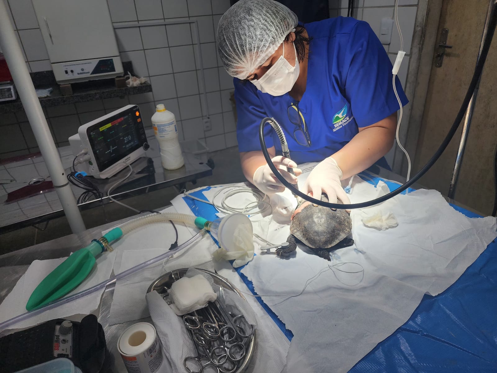 Semace realiza cirurgia em cágado-cabeçudo atropelado e promove recuperação no Cetas