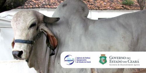 Primeira etapa da Campanha Contra Aftosa será lançada nesta quinta (29)