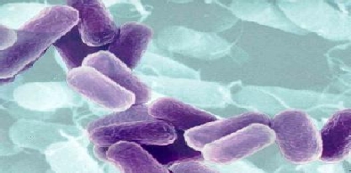 Nota técnica chama atenção para cuidados com bactéria KPC