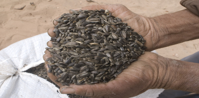 Governo do Estado lança o Programa Hora de Plantar no Cariri nesta sexta-feira (03)