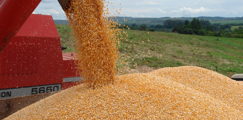 Mais 4 mil toneladas de milho são disponibilizadas para agricultores cearenses