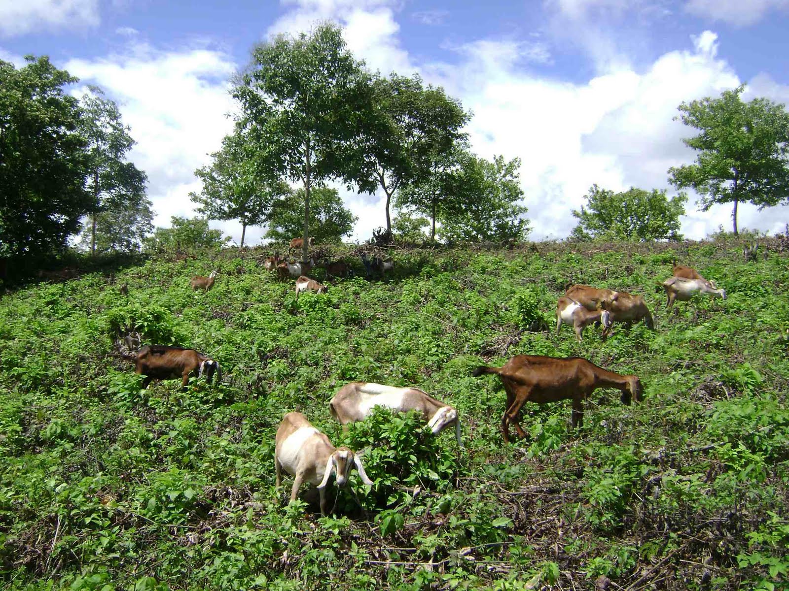 Governo do Estado anuncia mais de R$ 2 milhões para pecuária cearense