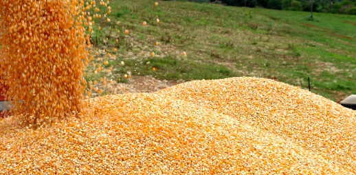 4 mil toneladas de milho chegam ao Ceará nesta quinta-feira (13)