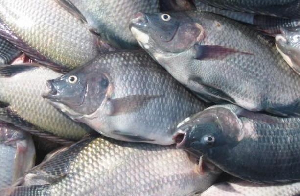 Plano Safra da Pesca será lançado nesta quinta-feira (28)