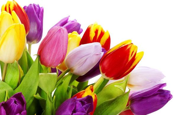 Ceasa: Flores e artesanato movimentam Dia dos Namorados
