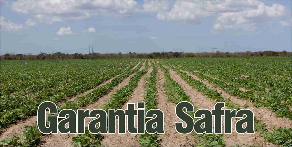 Ministério autoriza pagamento do Garantia Safra a 15 municípios cearenses