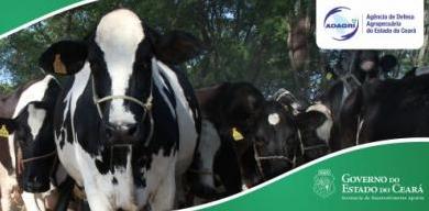 Campanha de vacinação contra febre aftosa será lançada nesta terça-feira (06)
