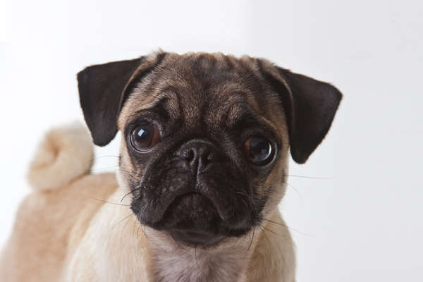 Dia Mundial de Combate à Raiva, prevenção e vigilância evitam a doença