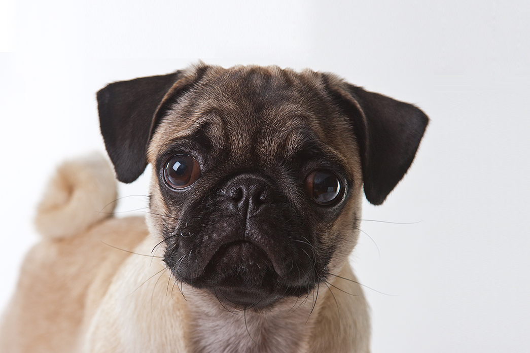 Dia Mundial de Combate à Raiva, prevenção e vigilância evitam a doença