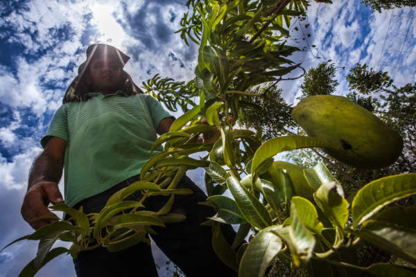 Governo do Ceará investe R$ 37,9 milhões em cooperativas e produtores rurais