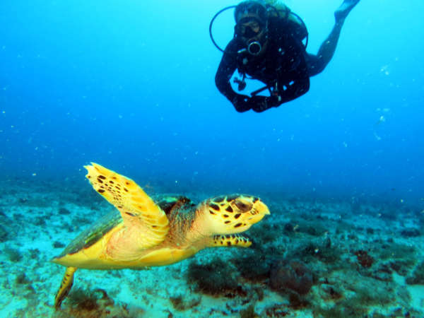 Seminário celebra 20 anos do Parque Estadual Marinho da Pedra da Risco do Meio nesta quinta, no Parque do Cocó