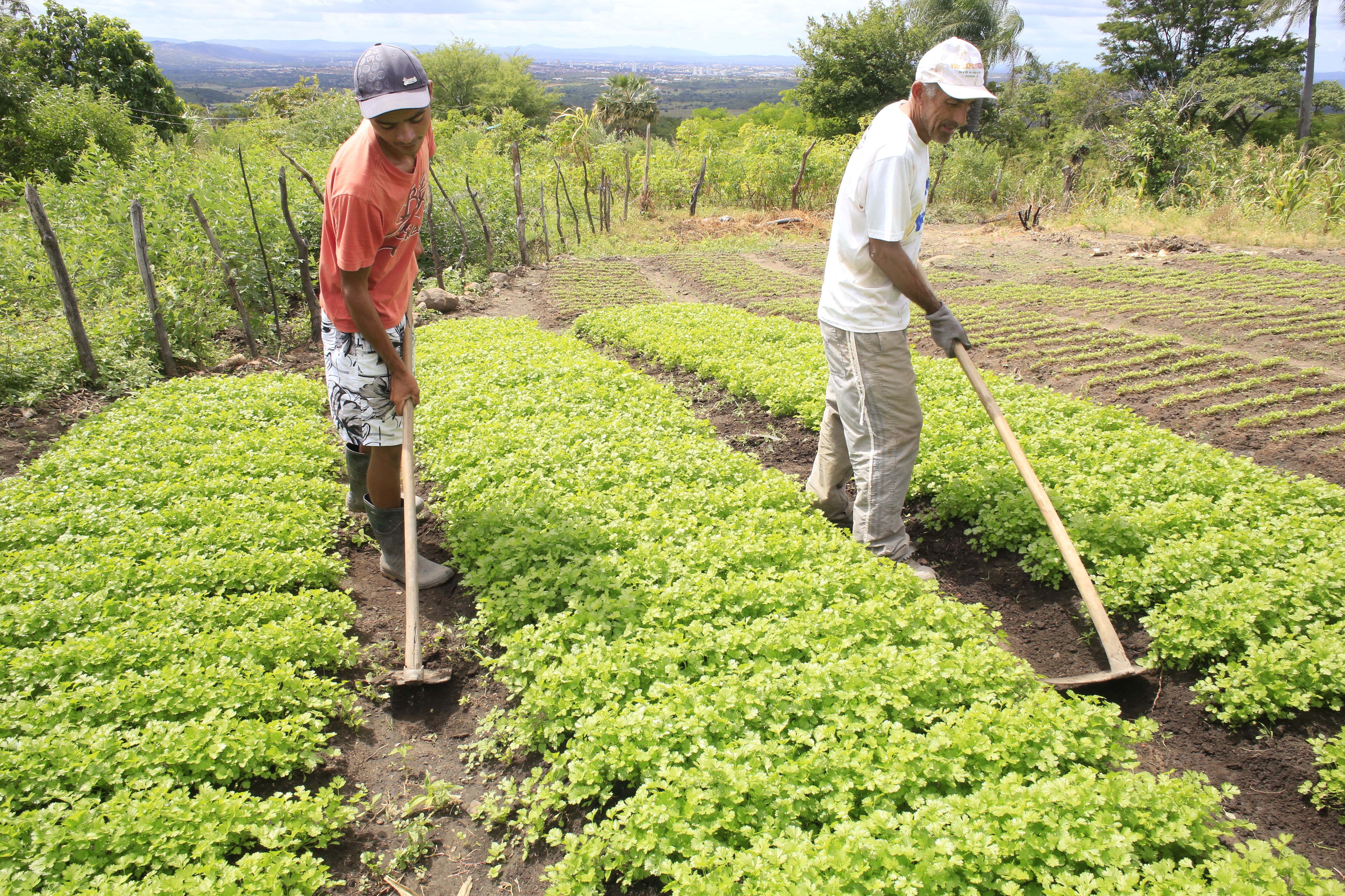 Valor Bruto da Produção Agrícola no Ceará cresce 38% em 2017