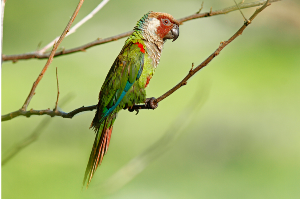 Sema oficializa criação do Refúgio do Periquito-da-cara-suja e construção da sede do Batalhão de Policiamento Ambiental em Guaramiranga