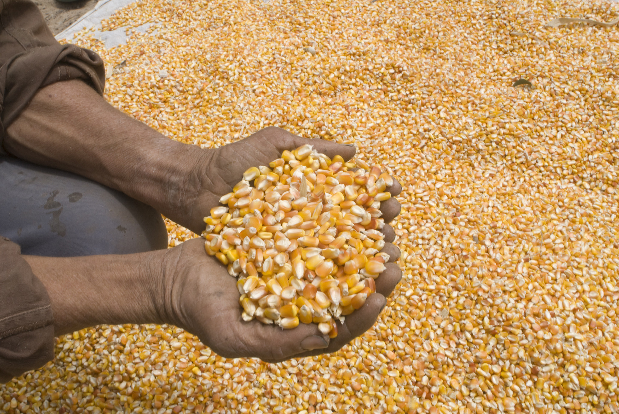 Safra de grãos deve crescer perto de 30% em 2018