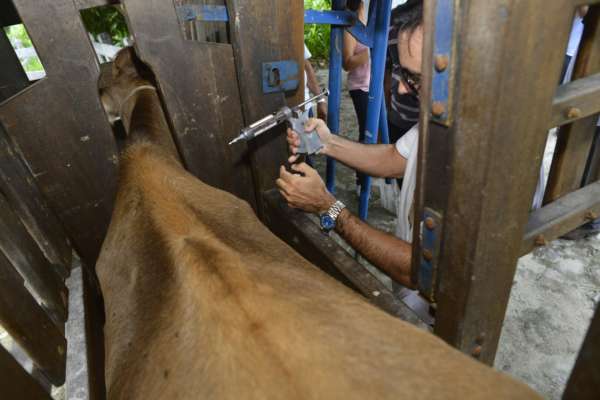 Vacinação contra aftosa cresce cerca de 30% em 2018