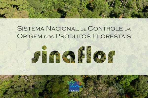 Empreendimentos que exploram produtos florestais devem se cadastrar em novo sistema