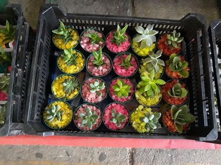 Ceasa comemora Dia dos Namorados com feira de flores e artesanato