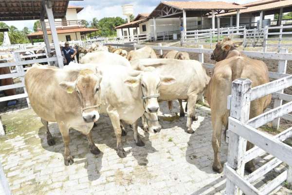 Aprovado projeto que cria o Serviço de Inspeção Estadual dos produtos de origem animal