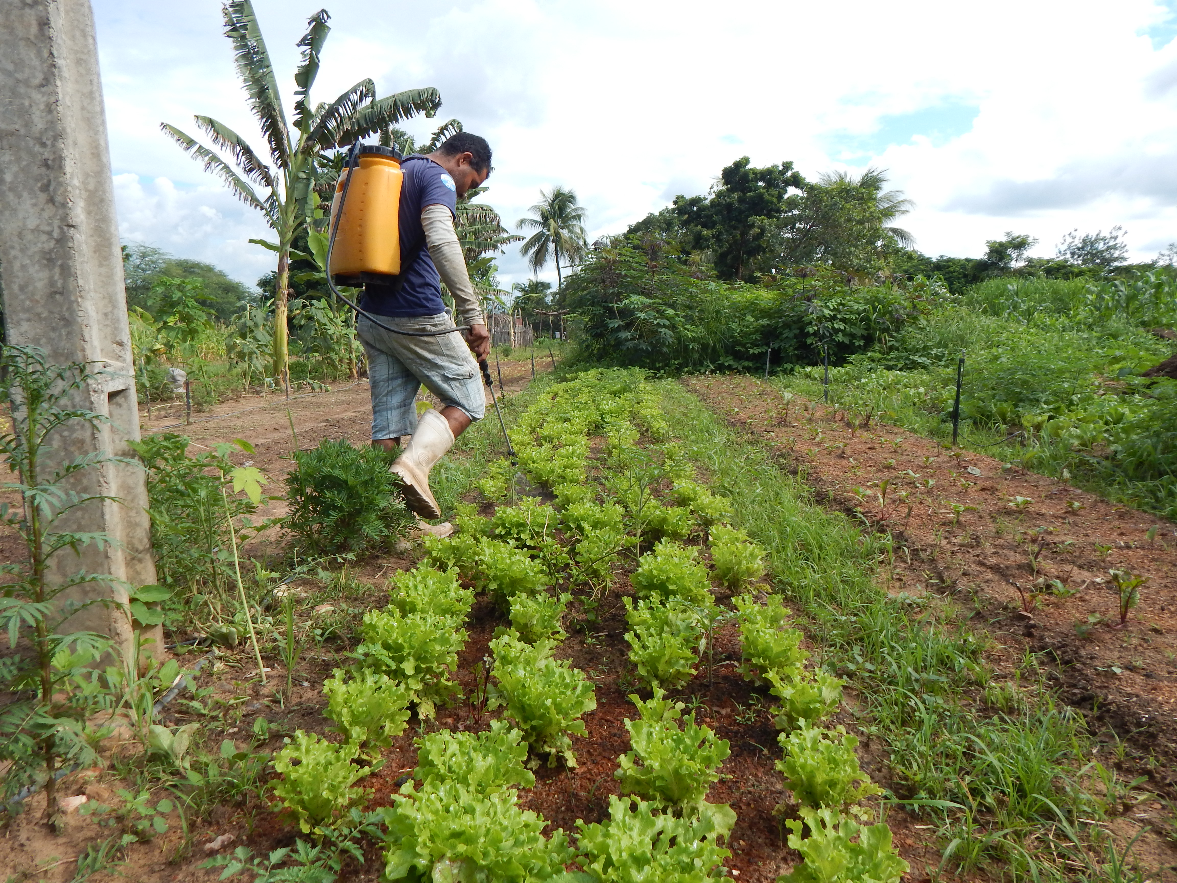 Produtores no Cariri combatem lagarta do milho com uso de bioinseticida Bt