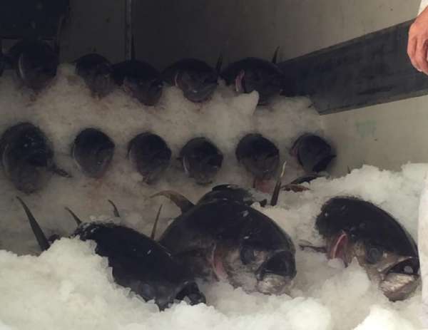 Governo do Ceará trabalha para capacitar setor e desenvolver pesca do atum de forma sustentável