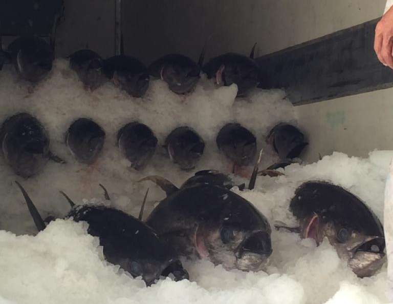 Governo do Ceará trabalha para capacitar setor e desenvolver pesca do atum de forma sustentável