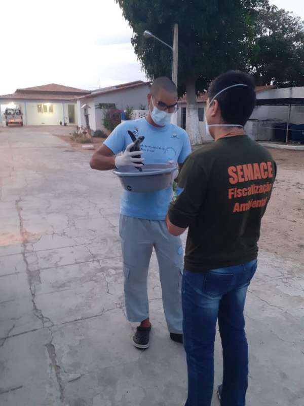 Tartaruga marinha encontrada na Praia do Futuro é resgatada pela Semace