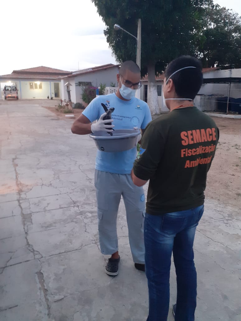 Tartaruga marinha encontrada na Praia do Futuro é resgatada pela Semace