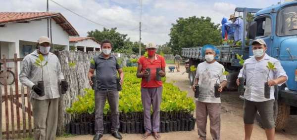 Hora de Plantar entrega mudas de caju anão precoce em Ocara
