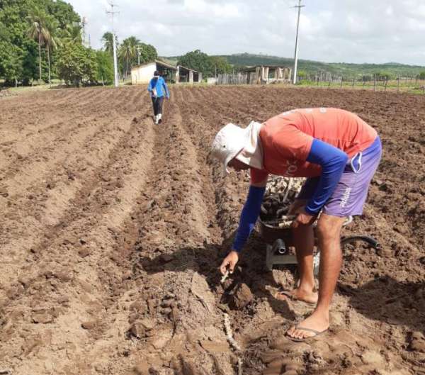 Concluída a distribuição de manivas de mandioca no Sertão Central