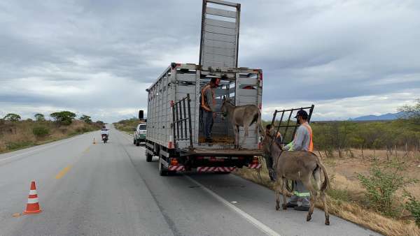 Detran-CE recolhe mais de 2 mil animais em rodovias do Ceará, nos primeiros meses de 2021