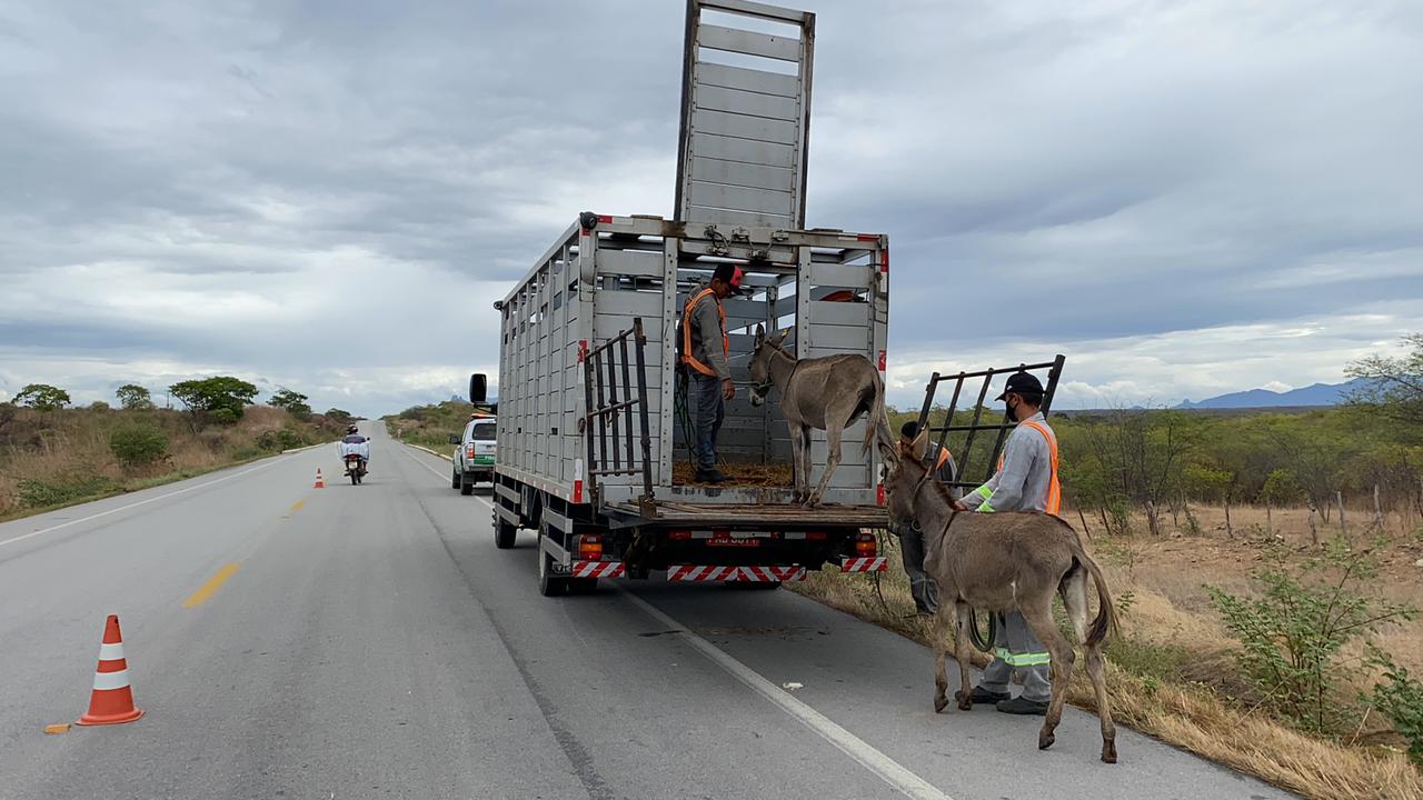 Detran-CE recolhe mais de 2 mil animais em rodovias do Ceará, nos primeiros meses de 2021