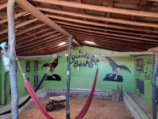 Polícia Civil desativa rinha de galo e resgata 83 animais em Icapuí