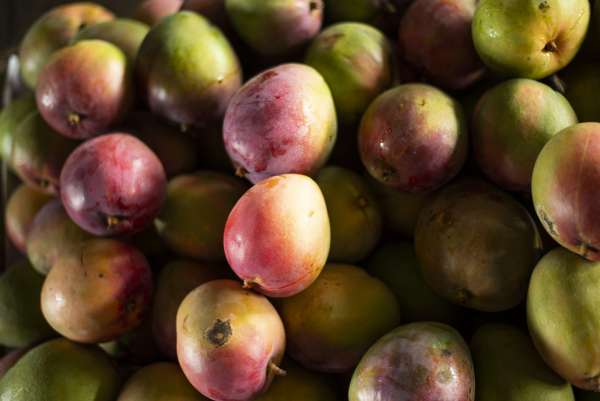 Manga tommy é a oferta do momento na Ceasa Cariri