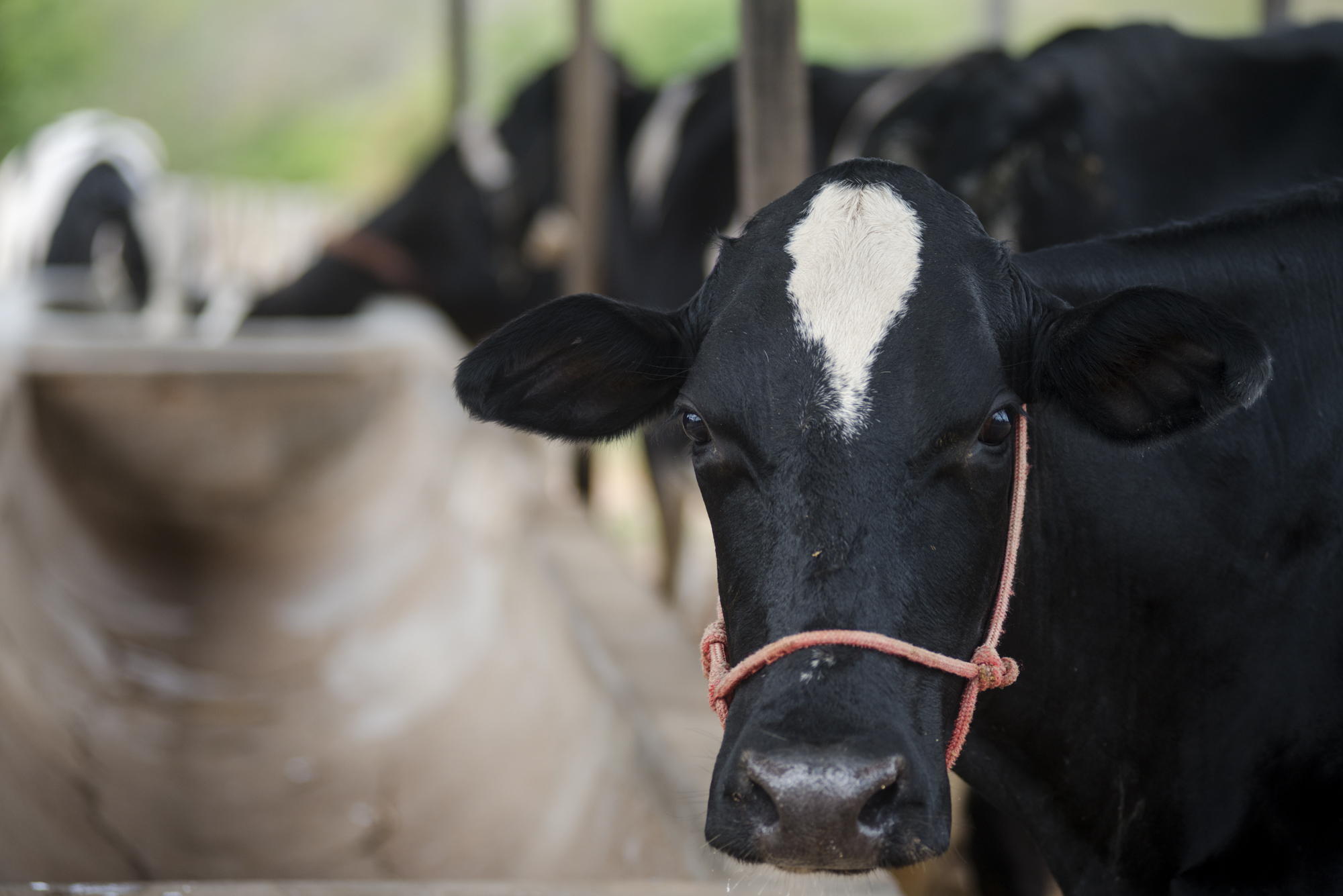 Prazo de atualização cadastral do rebanho se encerra no dia 17 de maio
