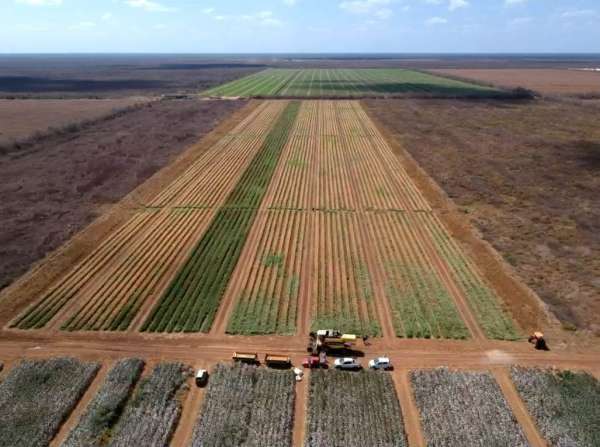 Ceará pode se tornar polo produtor de trigo