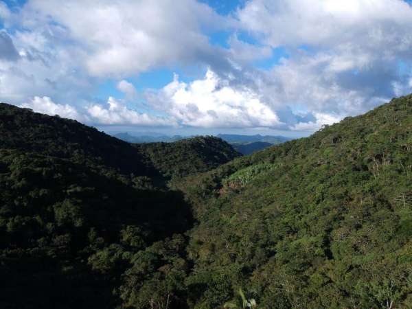 Sema promove programação virtual no Dia da Mata Atlântica