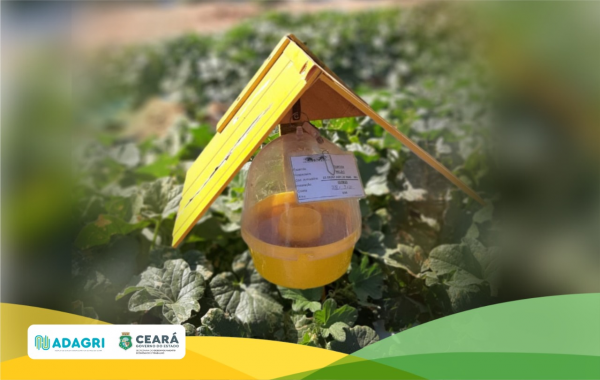 Adagri abre inscrições para curso online de Habilitação de Responsáveis Técnicos para Certificação Fitossanitária de Origem (CFO)